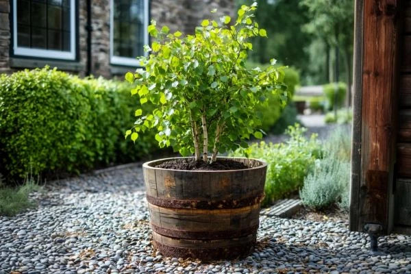 Barrel Planters