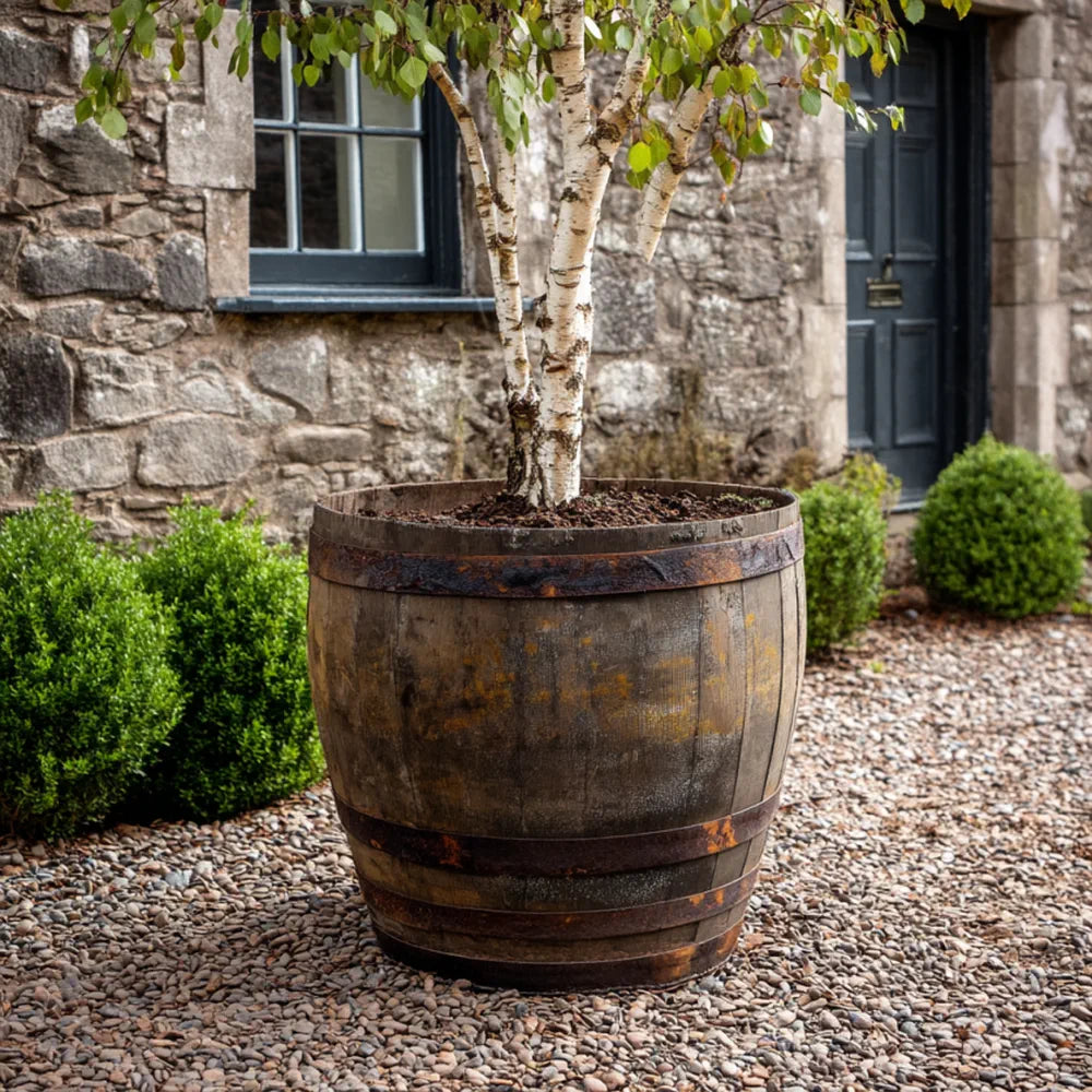 65cm Rustic 3/4 full Barrel Oak Tree planter
