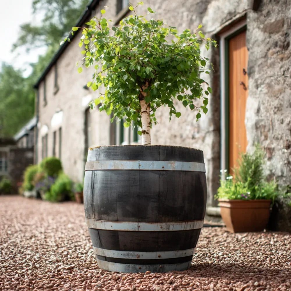 70cm Silver Hoop 3/4 Whisky Barrel Oak Tree Planter