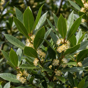 Pair of Mature 6ft Half Standard Bay Trees | Laurus Nobilis | 18L Pots