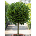 6ft Half Standard Bay Laurel Tree | Mature Laurus Nobilis | 18L Pot
