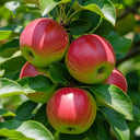5ft 'Beauty Of Bath' Apple Tree | Bare Root | 2 Years Old