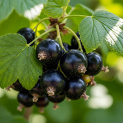 Cluster of glossy 'Ben Alder' blackcurrants on a branch with vibrant green leaves, against a blurred natural background.