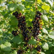 1ft 'Ben Connan' Blackcurrant Bush | 9cm Pot