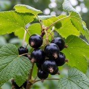 Cluster of ripe 'Ben Hope' blackcurrants hanging from a branch with vibrant green leaves, set against a blurred natural background, showcasing fresh summer fruit.