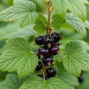 Cluster of ripe 'Ben Hope' Blackcurrants hanging from a branch with vibrant green leaves, set against a blurred natural background.