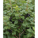 80cm 'Ben Lomond Blackcurrant Bush | 3L Pot