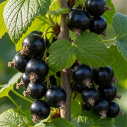 30cm 'Ben Lomond Blackcurrant Bush | 3L Pot