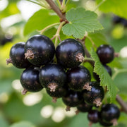 Cluster of ripe 'Ben Sarek' Blackcurrants hanging from a branch with vibrant green leaves, set against a blurred natural background.