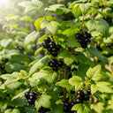 Ben Sarek Blackcurrant Bush, laden with ripe, dark berries & vibrant green leaves, bathed in sunlight in a lush garden.