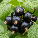 Cluster of ripe 'Ben Sarek' blackcurrants with water droplets, surrounded by vibrant green leaves, showcasing fresh and natural garden produce.
