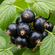 Cluster of ripe 'Ben Sarek' blackcurrants with water droplets, surrounded by vibrant green leaves, showcasing fresh and natural garden produce.