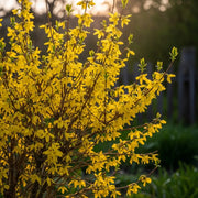 20m All Seasons Hedging | Growers' Choice