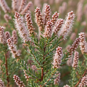 20m Best Mixed Coastal Hedging | Growers' Choice