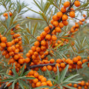 20m Best Mixed Coastal Hedging | Growers' Choice