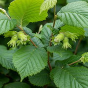 3m A Completely Edible Hedge | 5/10m Packs