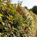 Dense green **Elaeagnus** hedge with clusters of red berries and white flowers, bathed in warm sunlight, creating a vibrant and lush garden scene.