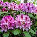 Best Evergreen Shrubs Collections | Growers Choice | 3 Plants in 9cm Pots