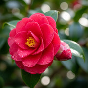 Best Evergreen Shrubs Collections | Growers Choice | 3 Plants in 9cm Pots