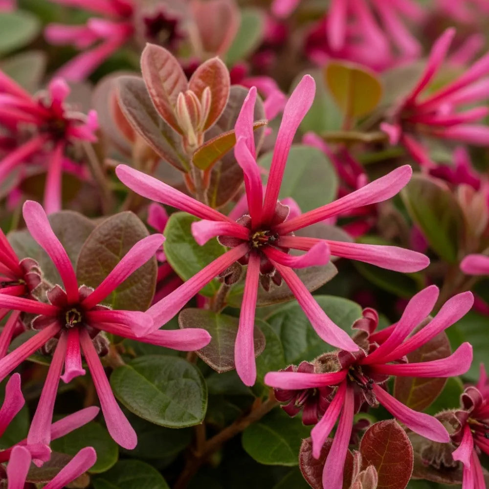 Best Fast Growing Shrubs Collection | 3 Plants in 9cm Pots | Growers Choice
