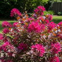 Best Flowering Shrubs Collection | Growers Choice | 3 Plants in 9cm Pots