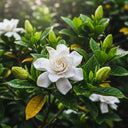 Best Flowering Shrubs Collection | Growers Choice | 3 Plants in 9cm Pots