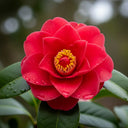 Best Flowering Shrubs Collection | Growers Choice | 9 Plants in 9cm Pots