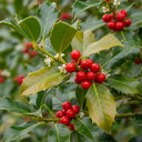 20m Best Mixed Native Wildlife Hedging | Growers' Choice