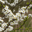 20m Best Mixed Native Wildlife Hedging | Growers' Choice