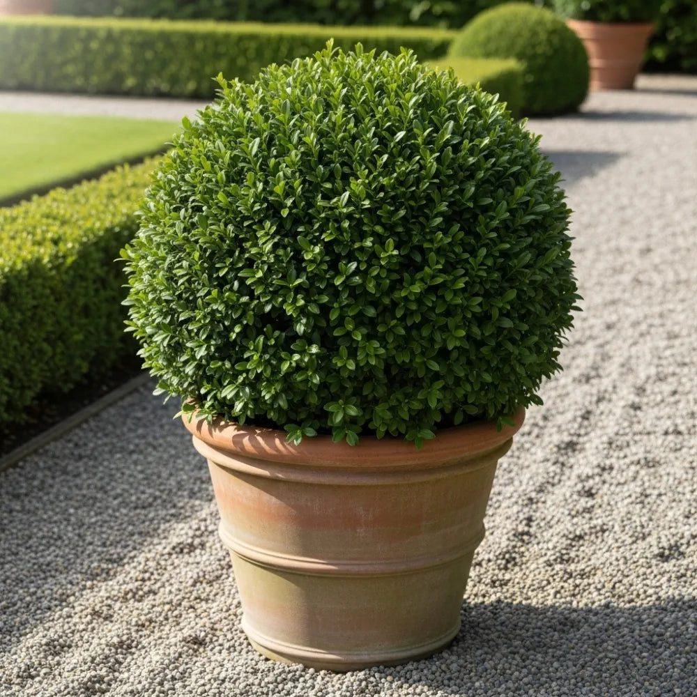 Best Shrubs For Borders Collection (9 Plants in 9cm Pots) | Growers Choice