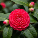 Best Shrubs For Shade Collection - 6 Plants in 9cm Pots | Growers Choice