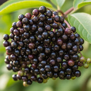 Best Shrubs For Shade Collection - 6 Plants in 9cm Pots | Growers Choice