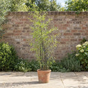 Black Bamboo in a courtyard garden