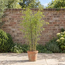 Black Bamboo in a courtyard garden