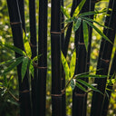 7ft Black Bamboo | Phyllostachys nigra | 10L Pot