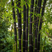 6ft Black Bamboo | Phyllostachys nigra | 10L Pot
