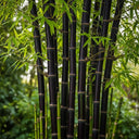 5ft Black Bamboo | Phyllostachys nigra | 5L Pot