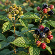 Ripe and unripe 'Black Butte' blackberries on thorny branches with green leaves, showcasing red, black, and green berries in a natural setting.
