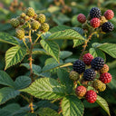 Ripe and unripe 'Black Butte' blackberries on thorny branches with green leaves, showcasing red, black, and green berries in a natural setting.