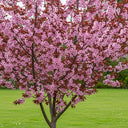 5ft Black Cherry Plum Tree | Prunus cerasifera 'Nigra' | 7.5L Pot | 2 Years Old