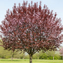 5ft Black Cherry Plum Tree | Prunus cerasifera 'Nigra' | 7.5L Pot | 2 Years Old