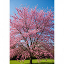 8ft Half-Standard 'Nigra' Mature Black Cherry Plum Tree | 6/8cm Girth | Grown in 20L Airpot