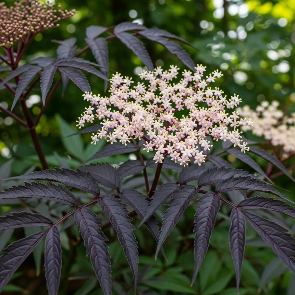 3ft Black Elderberry | Sambucus Black Lace | 3L Pot