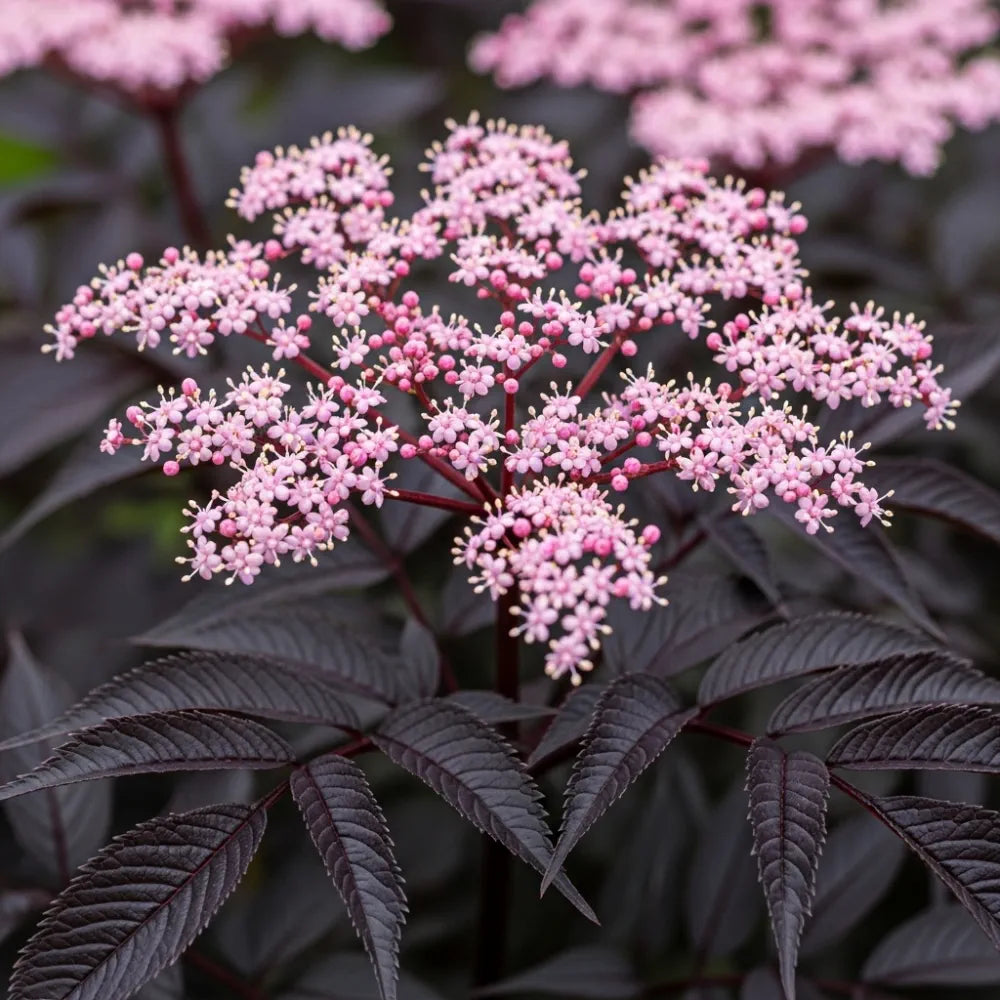 3ft Black Elderberry | Sambucus Black Lace | 3L Pot
