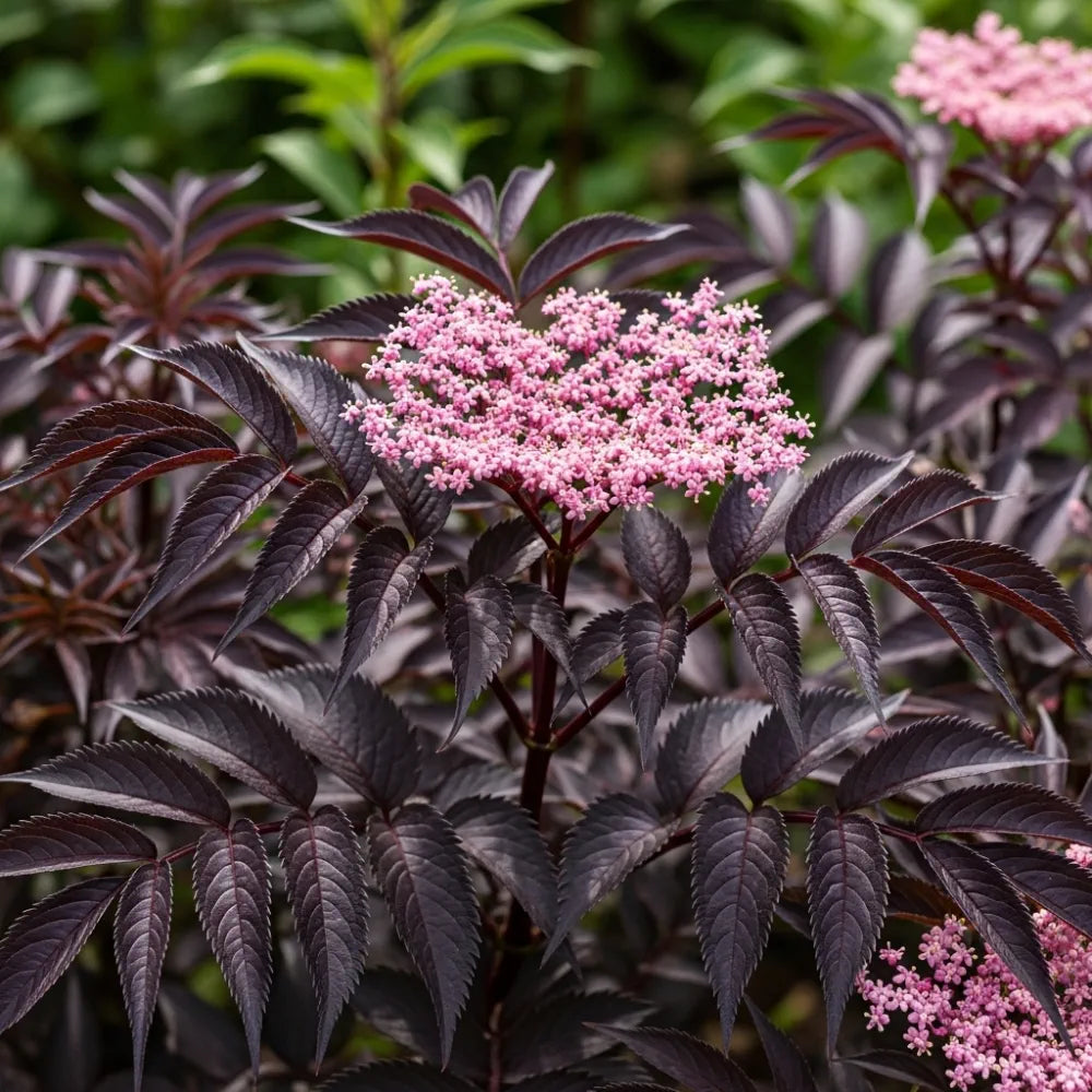 3ft Black Elderberry Tree | Sambucus nigra 'Black Beauty' | 3L Pot