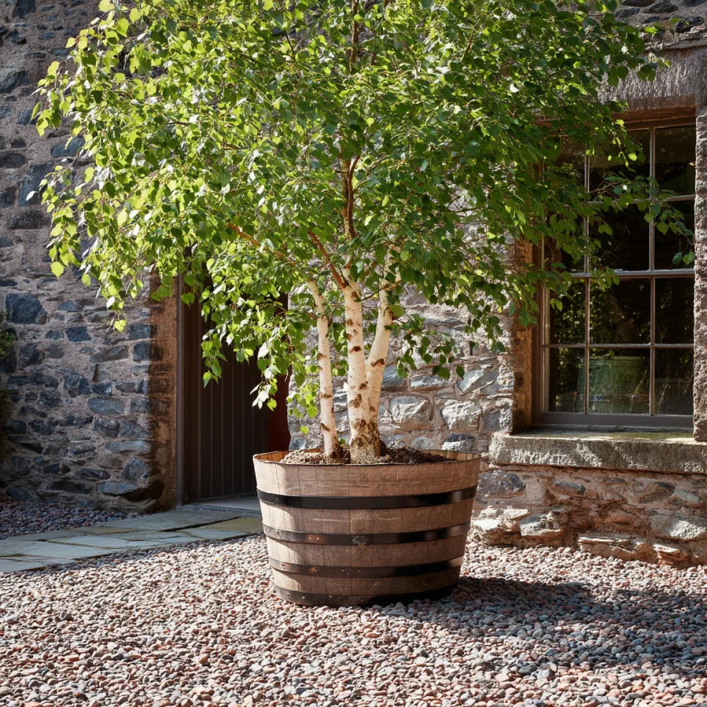 90cm Giant Black Band Whisky Half Barrel Oak Tree Planter – Woven Wood