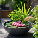 Wildlife Pond In A Pot | Complete Kit with Bowl, Plants & Fountain