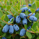 3L Premium Honeyberry 'Blue Velvet'