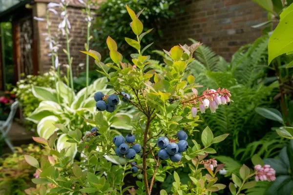 Blueberry Bushes