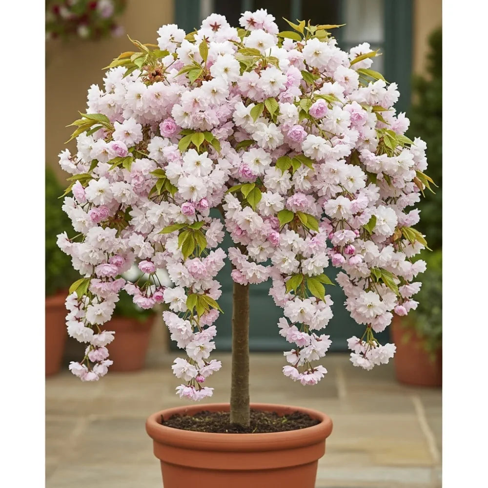 6ft Half-Standard 'Blushing Bride' Cherry Blossom Tree | 6/8cm Girth | Grown in 20L Airpot